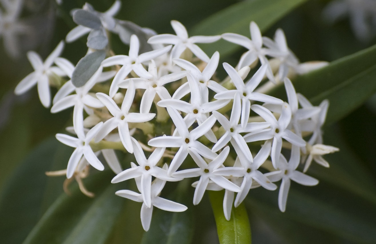 Do Hummingbirds Like Jasmine?