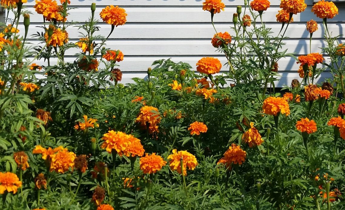 do-hummingbirds-like-marigolds