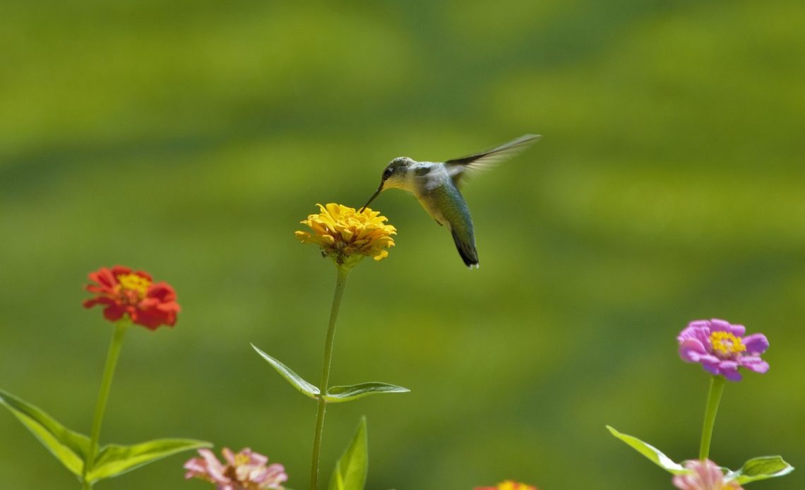 do-hummingbirds-like-zinnias