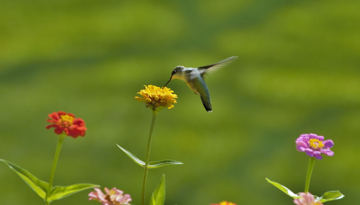 Do Hummingbirds Like Zinnias?