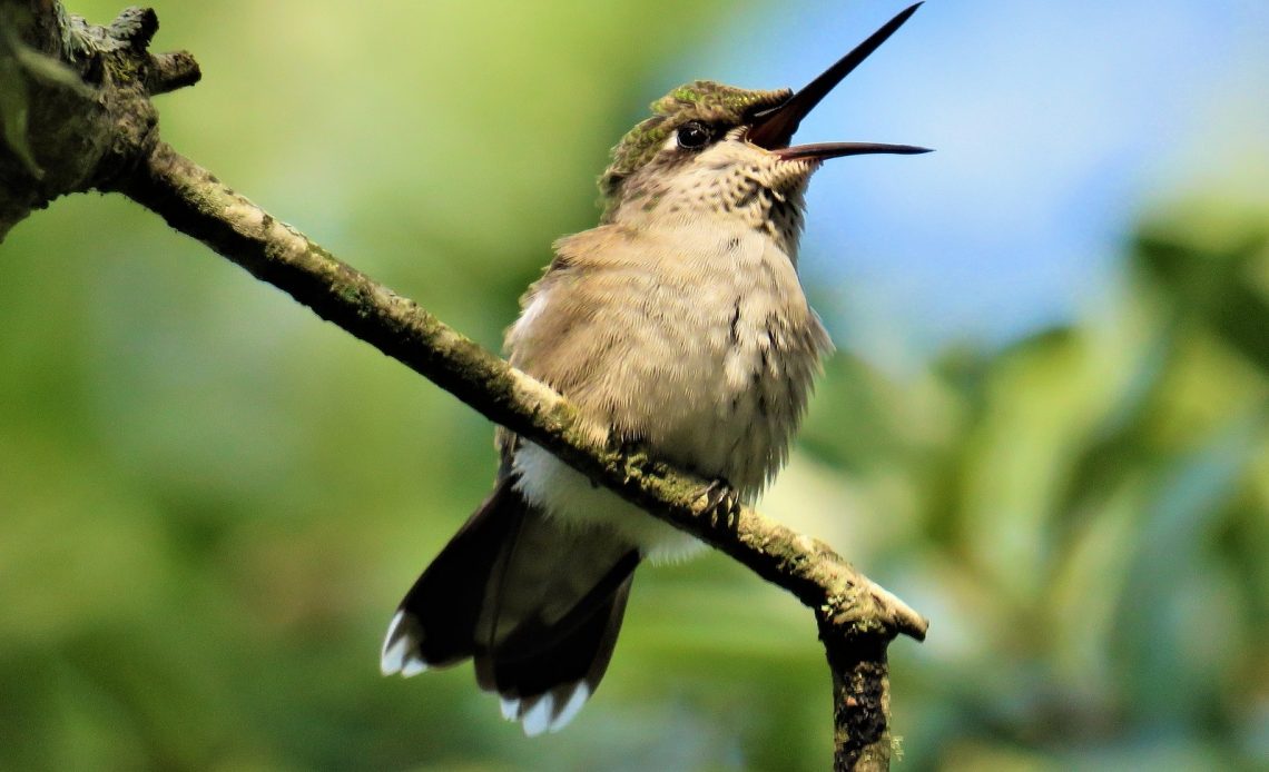 do-hummingbirds-open-their-beaks