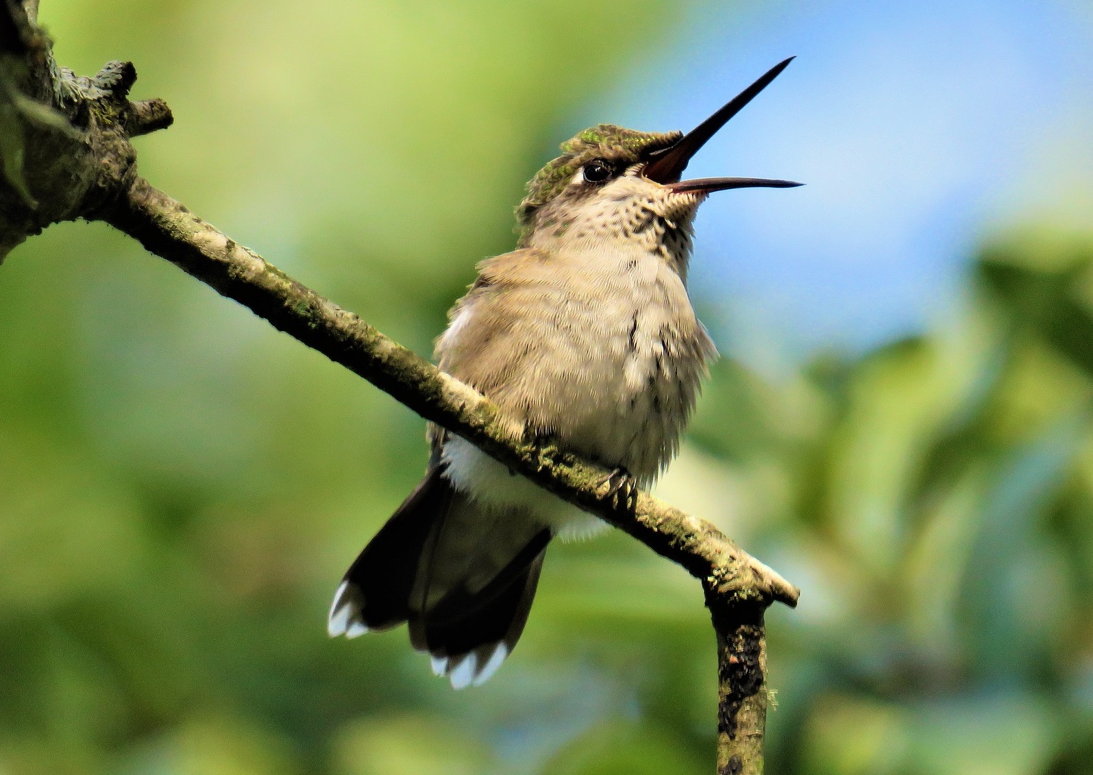 do-hummingbirds-open-their-beaks