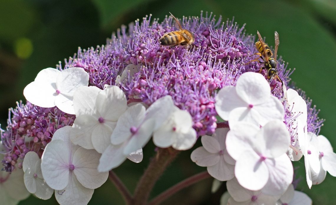 do-hydrangeas-attract-bees-or-wasps
