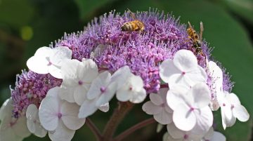Do Hydrangeas Attract Bees or Wasps?