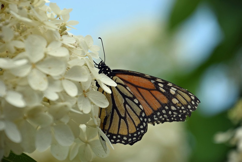 do-hydrangeas-attract-butterflies