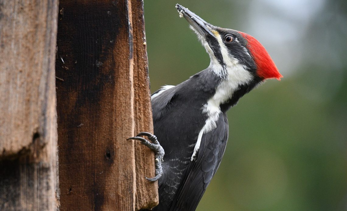 do-woodpeckers-break-their-beaks