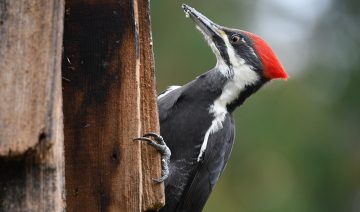 Do Woodpeckers Break Their Beaks?