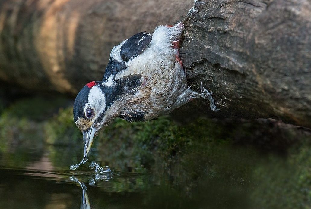 do-woodpeckers-drink-water