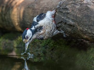 Do Woodpeckers Drink Water?