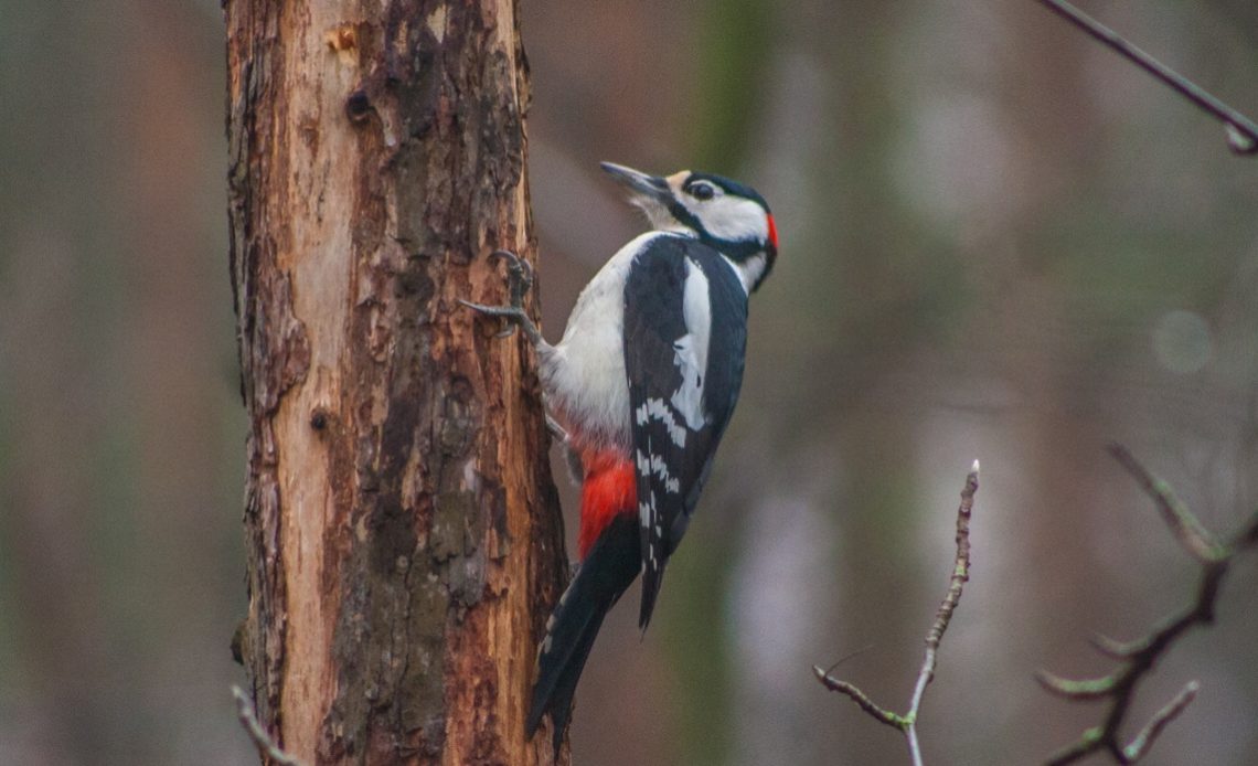 do-woodpeckers-kill-trees