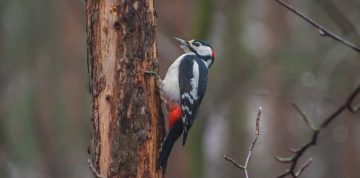 Do Woodpeckers Kill Trees?