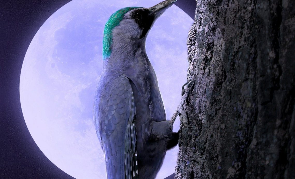 do-woodpeckers-peck-at-night