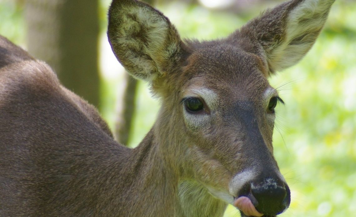 does-peanut-butter-attract-deer