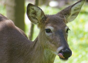 Does Peanut Butter Attract Deer?