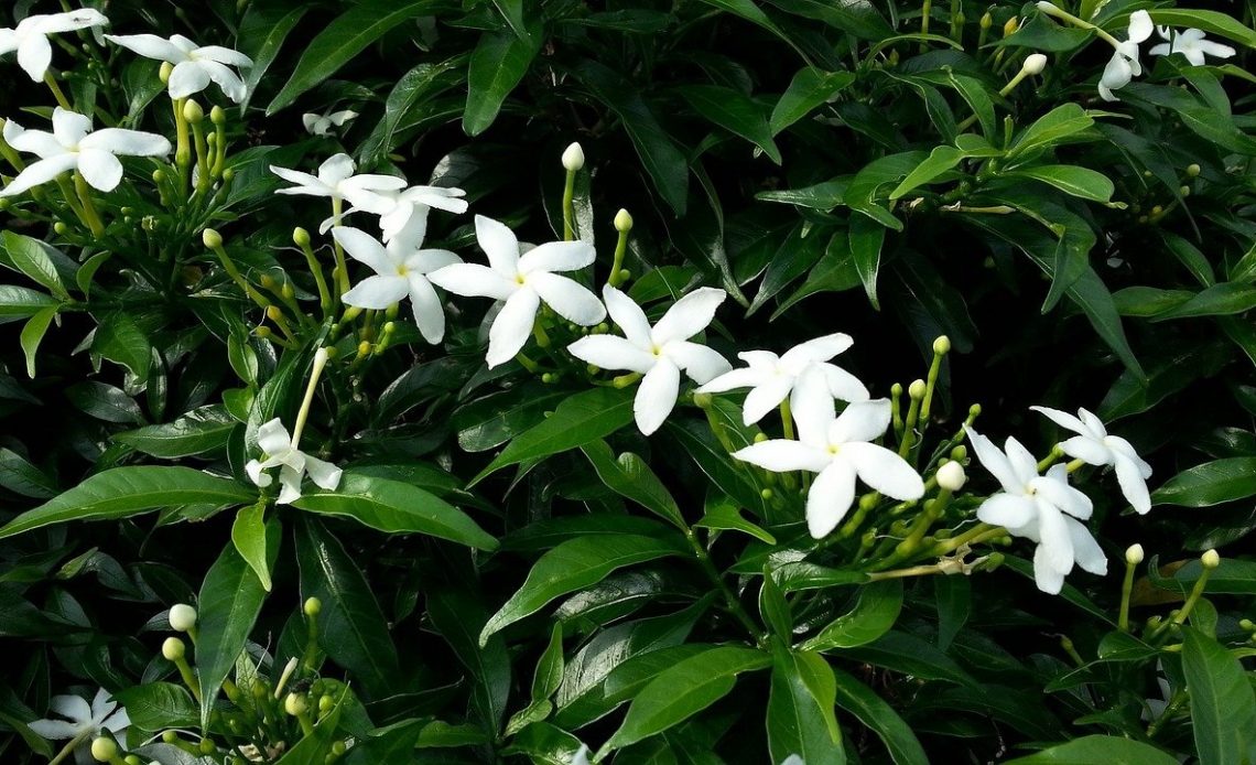 does-star-jasmine-attract-bees