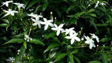 Does Star Jasmine Attract Bees?