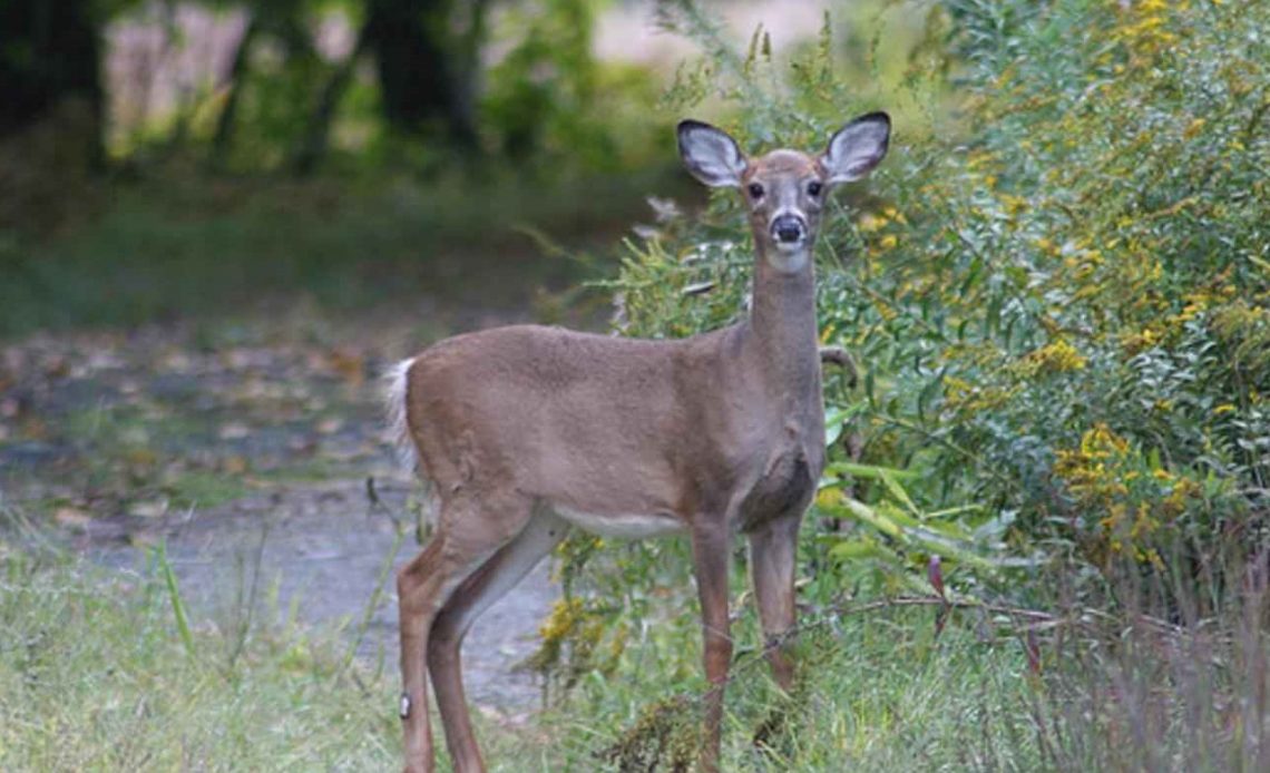 does-vanilla-extract-attract-deer