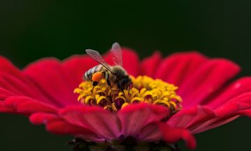 How to Attract Bees To Your Garden