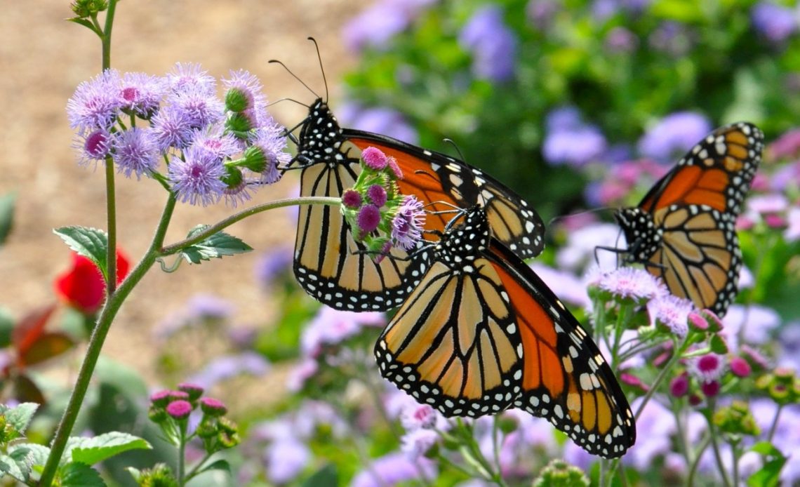 how-to-attract-butterflies