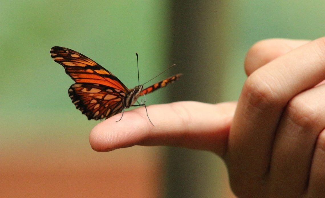 how-to-attract-butterflies-to-your-hand