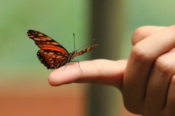 How to Attract Butterflies To Your Hand