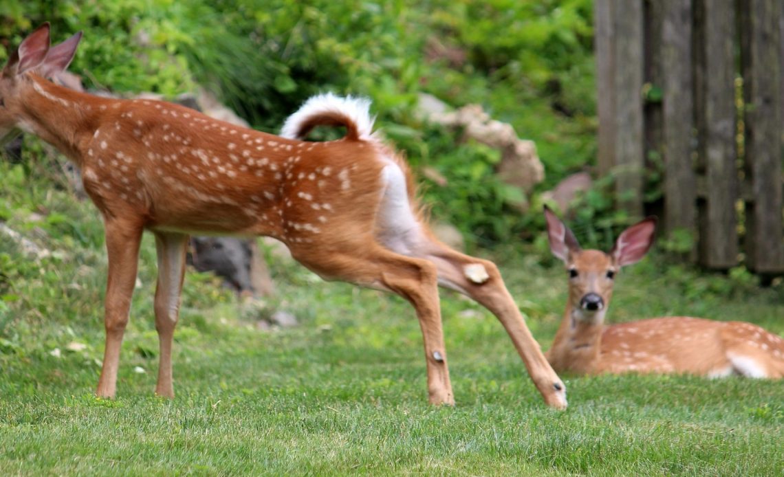 How to Attract Deer Without Baiting