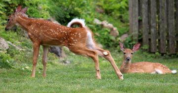 How to Attract Deer Without Baiting