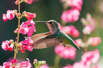 The 34 Best Hummingbird Flowers to Grow in Your Garden