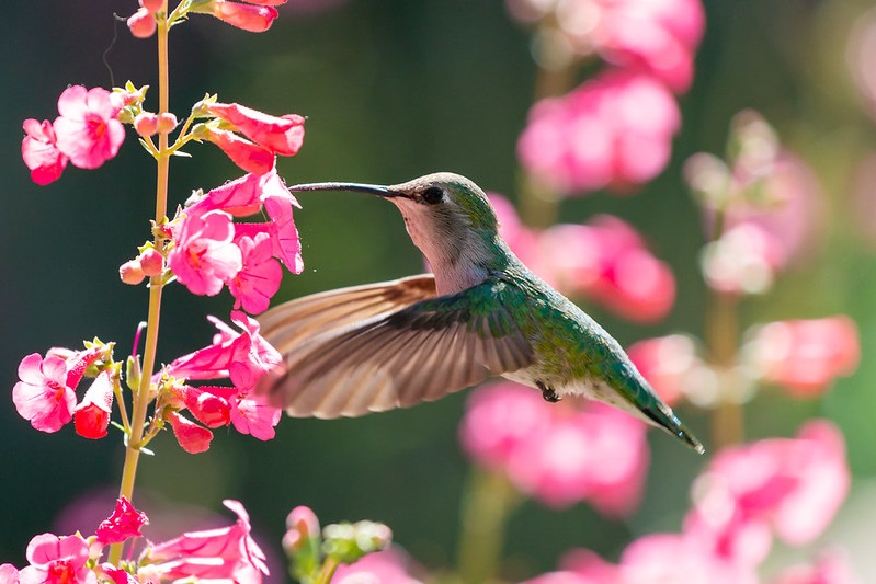 hummingbirds and flowers drawings