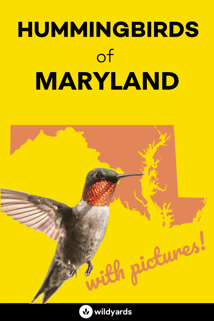 All 4 Hummingbirds in Maryland [With Pictures & Maps]