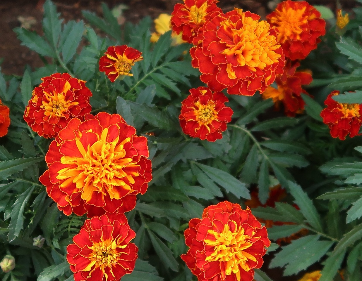 Do Hummingbirds Like Marigolds?