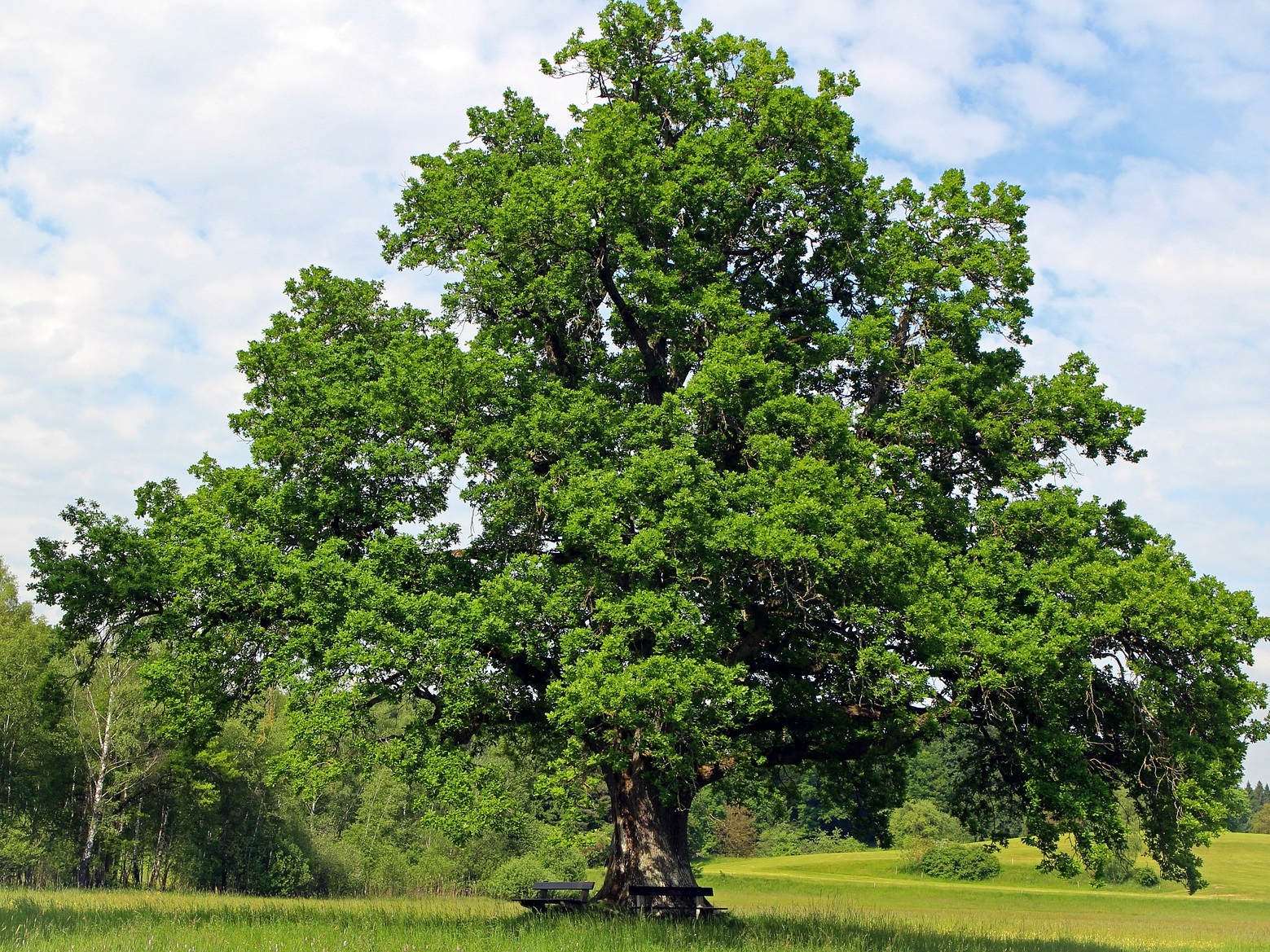 Top 5 5 Trees That Attract Deer To Your Yard