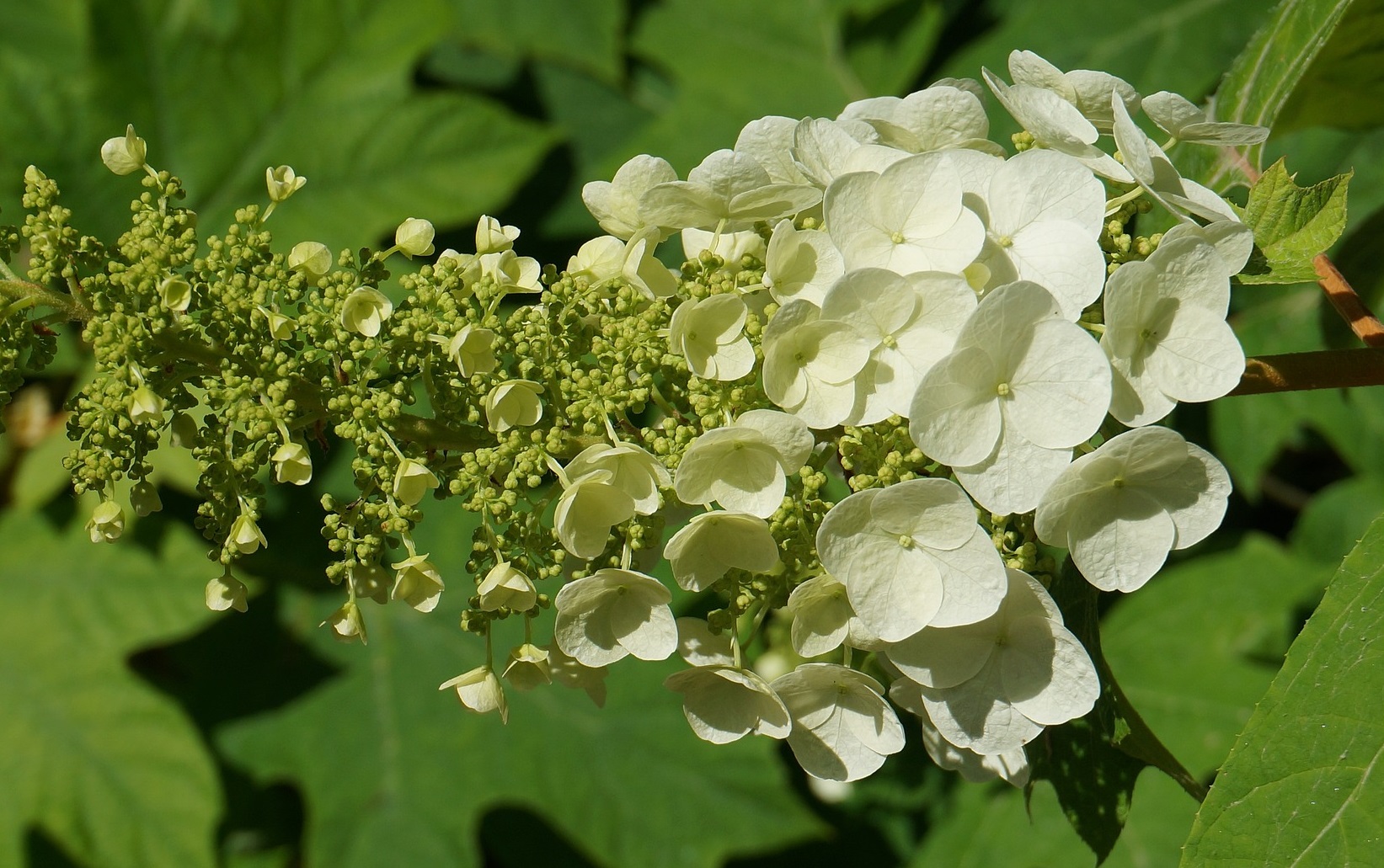 Do Hydrangeas Attract Bees or Wasps?