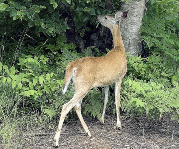 Plants That Attract Deer To Your Yard