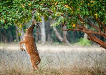 Trees That Attract Deer To Your Yard