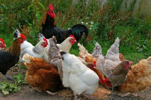 What Not to Feed Chickens: A Complete List