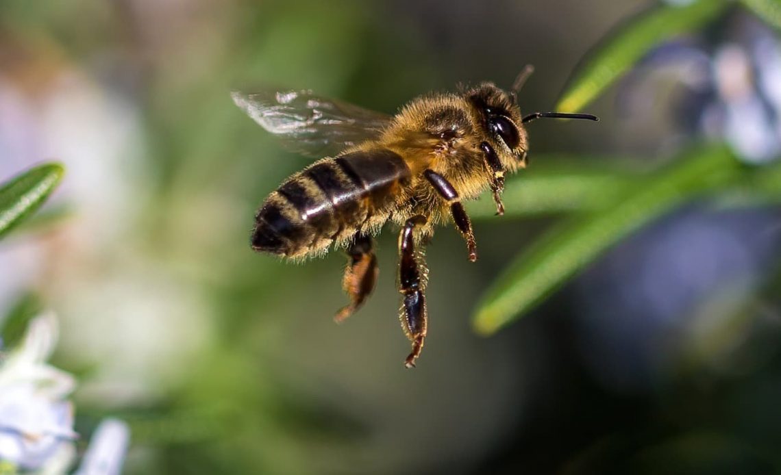 What Smells Do Bees Hate?