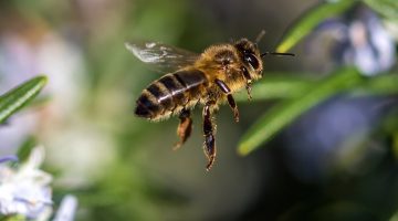 What Smells Do Bees Hate?