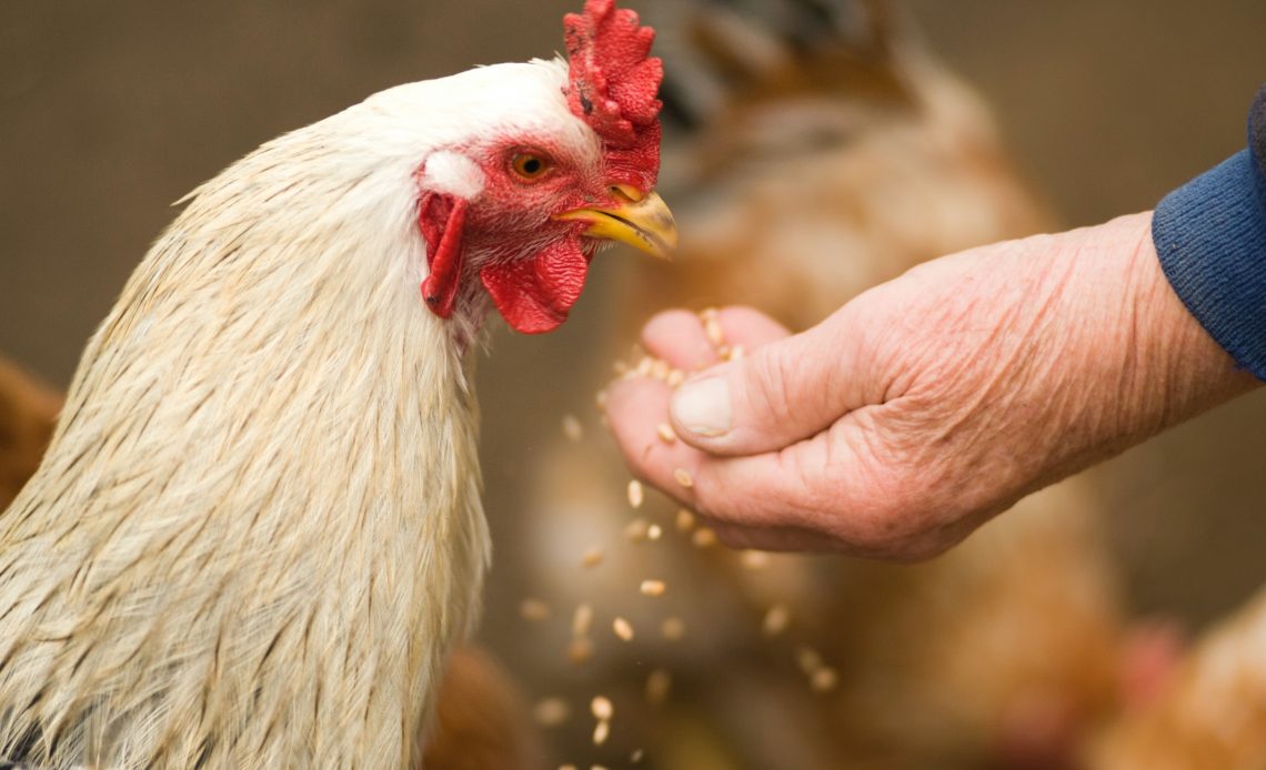 what-to-feed-backyard-chickens
