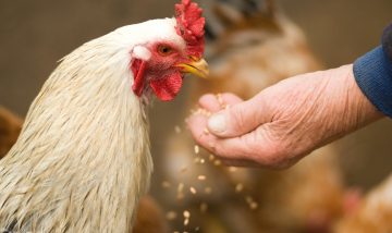 What to Feed Backyard Chickens?