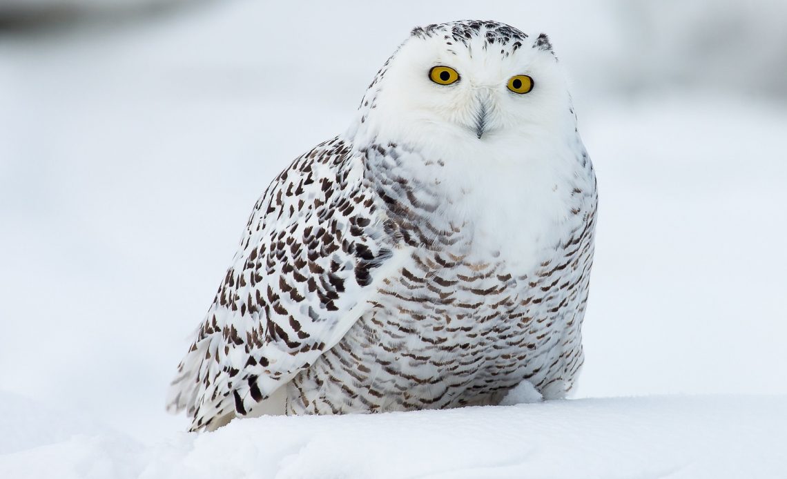 where-do-owls-go-in-the-winter