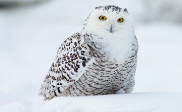Where Do Owls Go in the Winter?