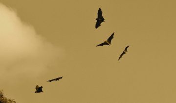 Why Do Bats Fly in Circles?