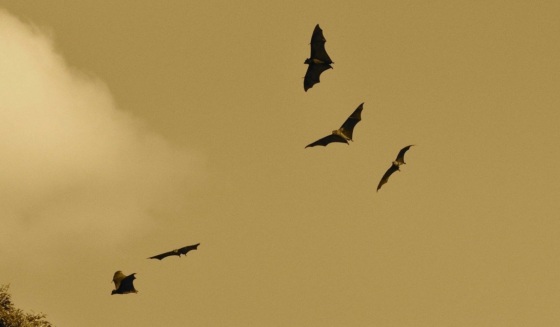 Why Do Bats Fly in Circles?