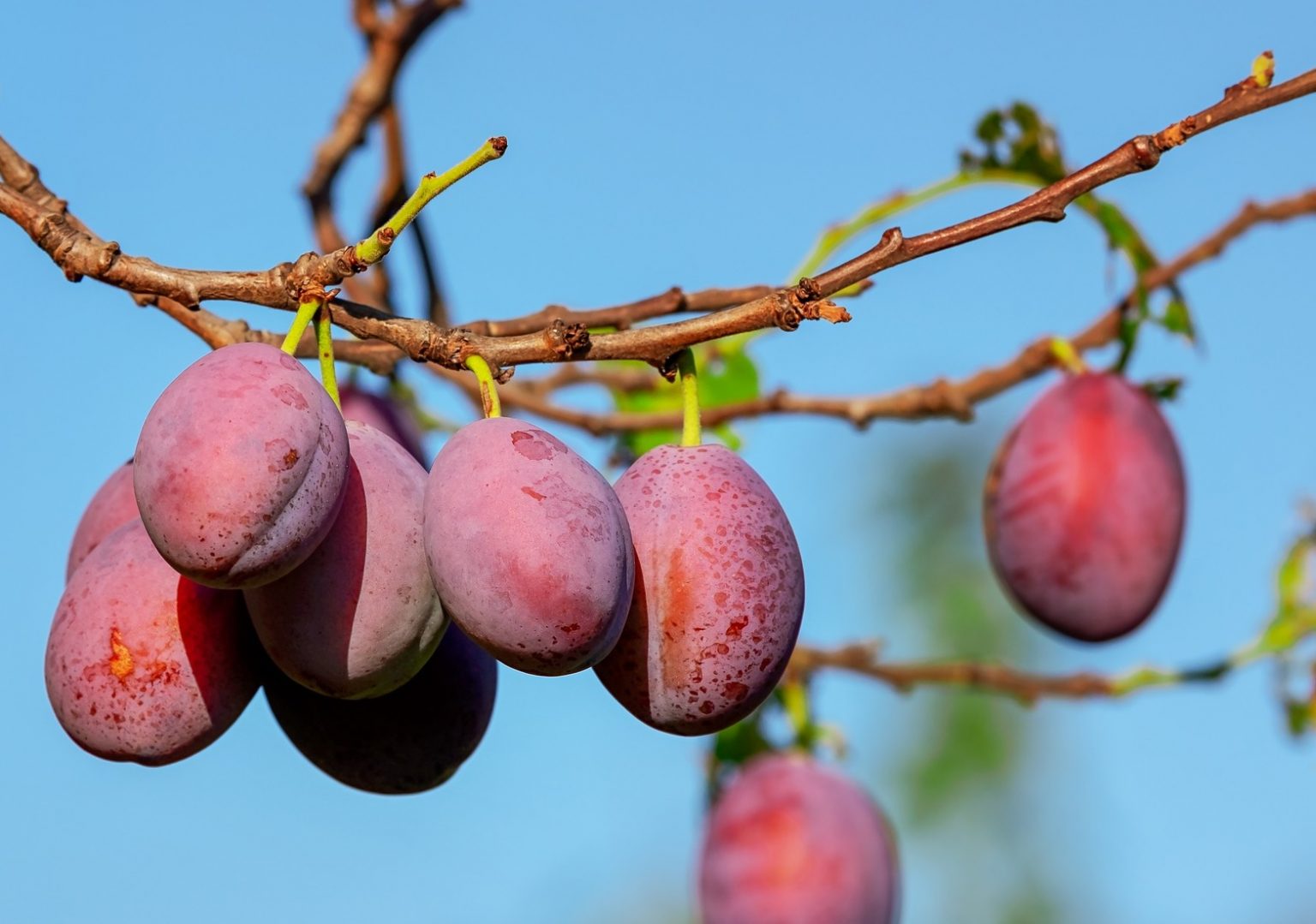 Top 5 5 Trees That Attract Deer To Your Yard