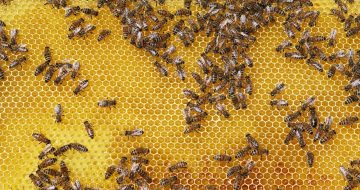 Will Fermented Honey Hurt Bees?
