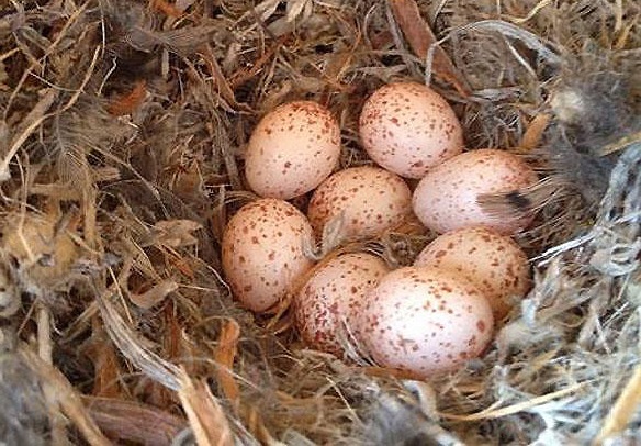 woodpecker-eggs
