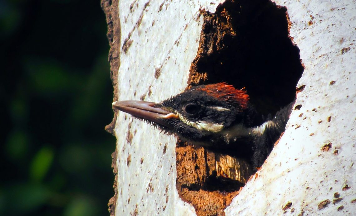 woodpecker-nests