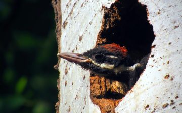 Woodpecker Nests: Everything You Need to Know