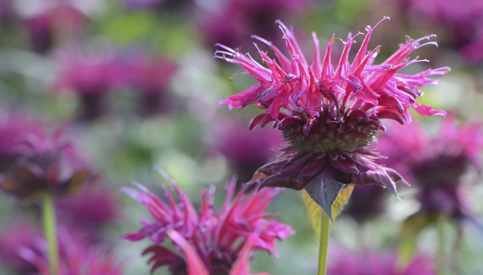 Top 10 10 Flowers That Attract Bees To Your Garden!